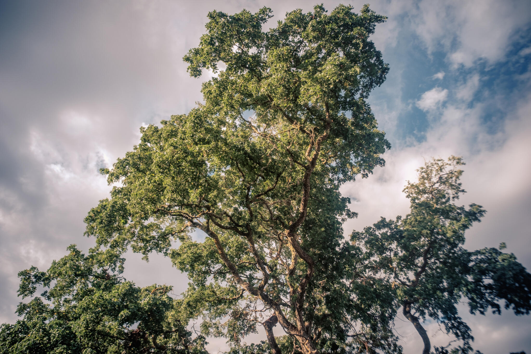 A tree against a partly cloudy sky