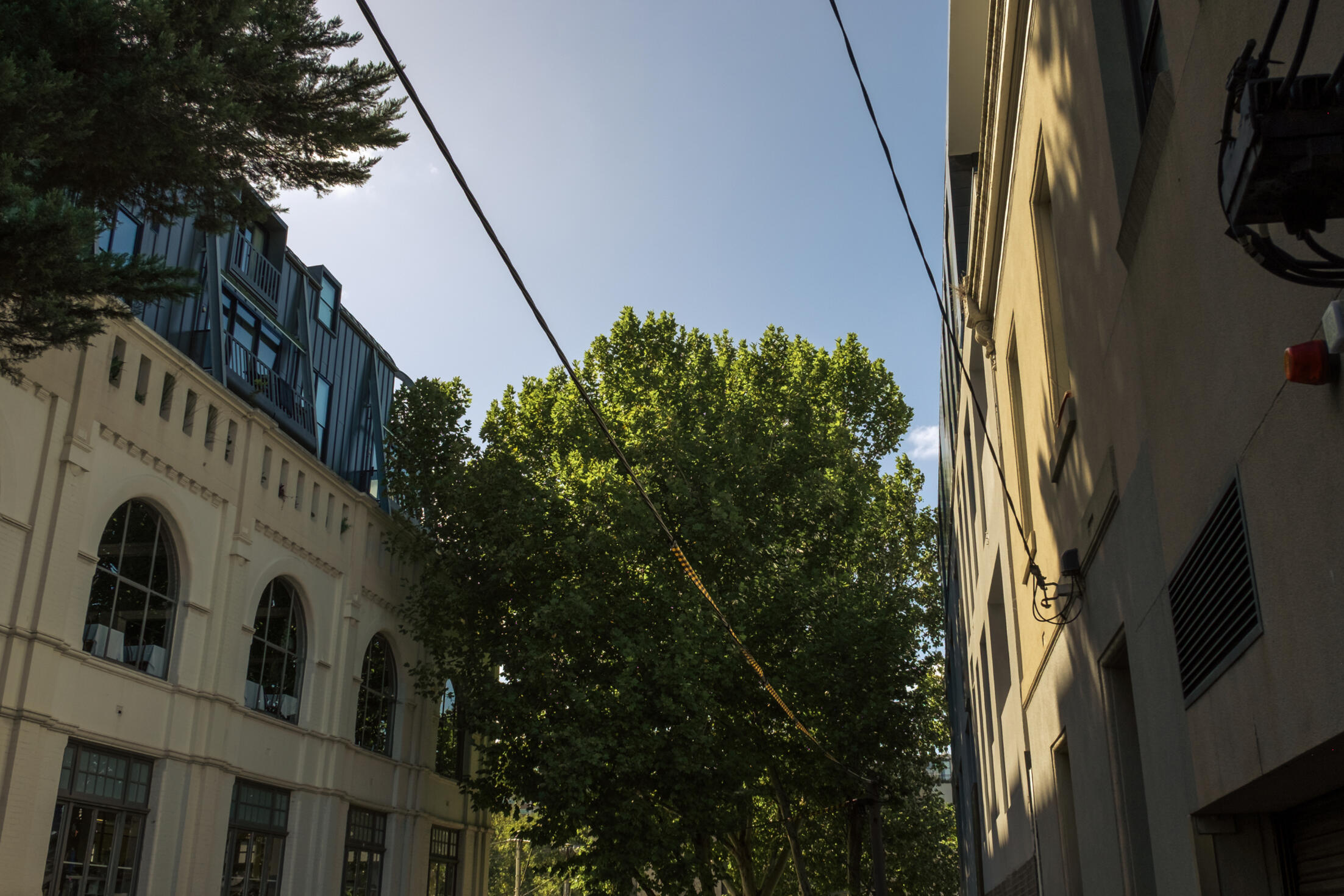 Trees between a small street or alleyway