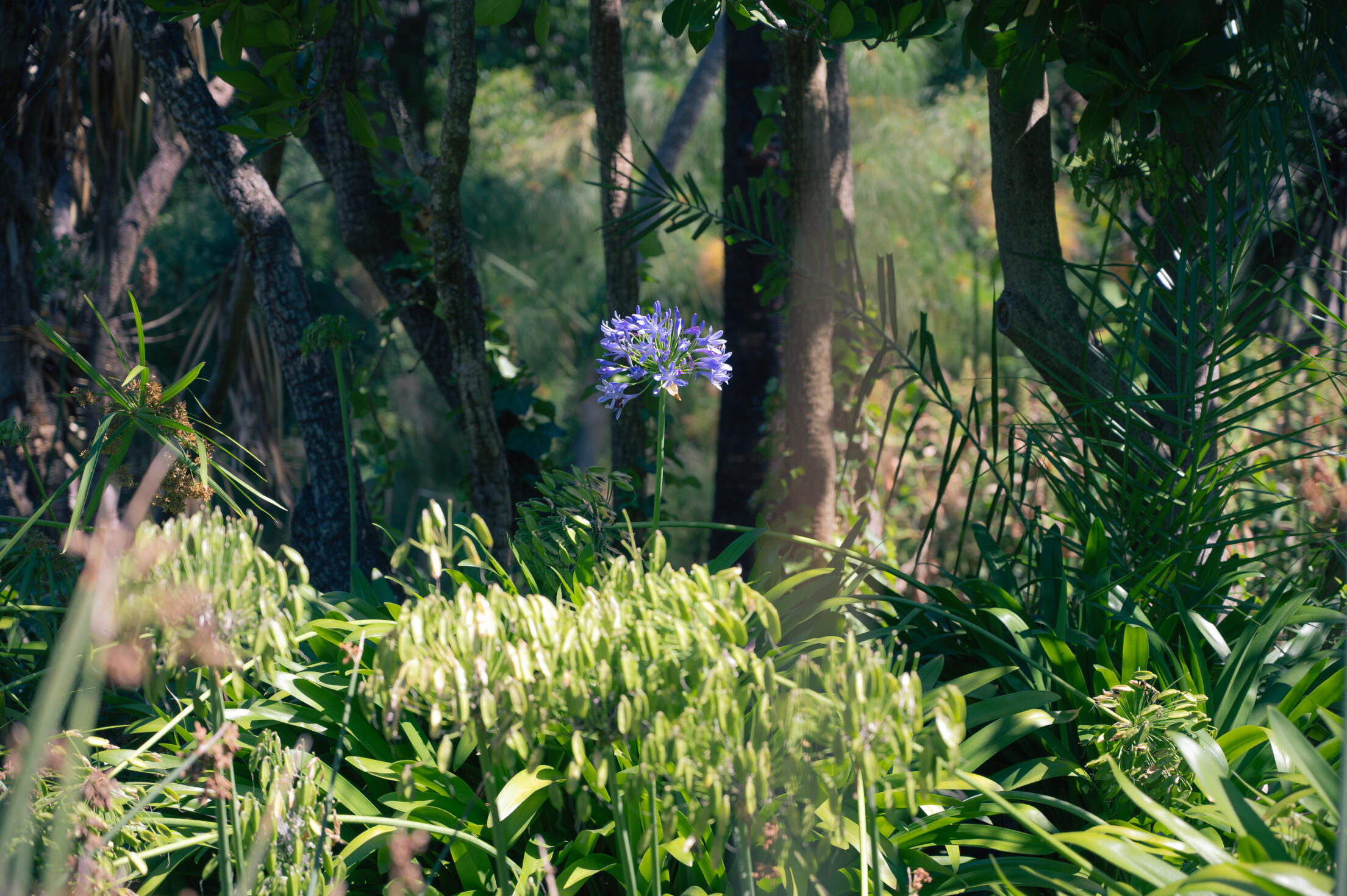 A purple flower in a green garden