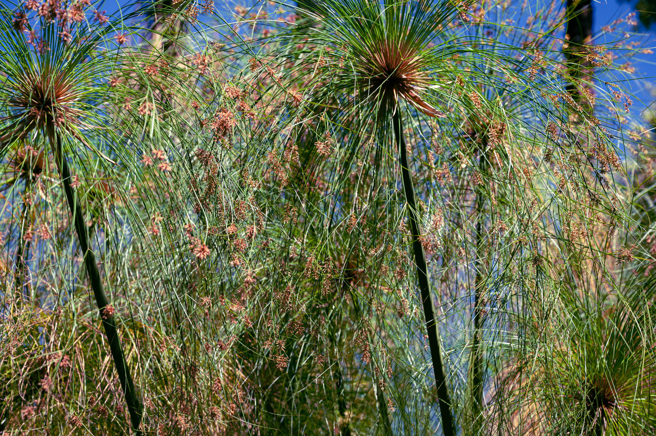 Green and yellow grassy plants with blue sky in the background