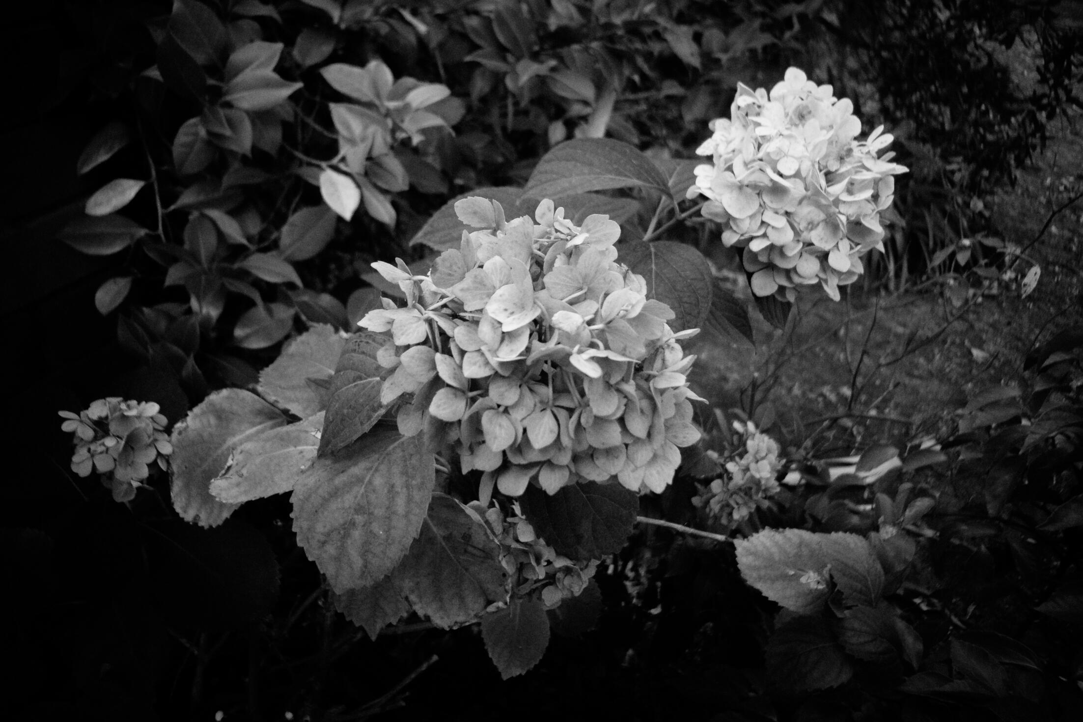 Black and white images of flowers in a garden